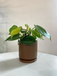 Philodendron Brasil Houseplant
