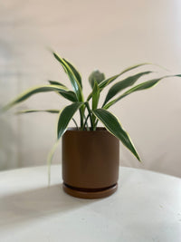 Dracaena Sanderiana Houseplant