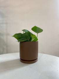 Heart Leaf Philodendron