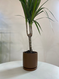 Dracaena Marginata Houseplant