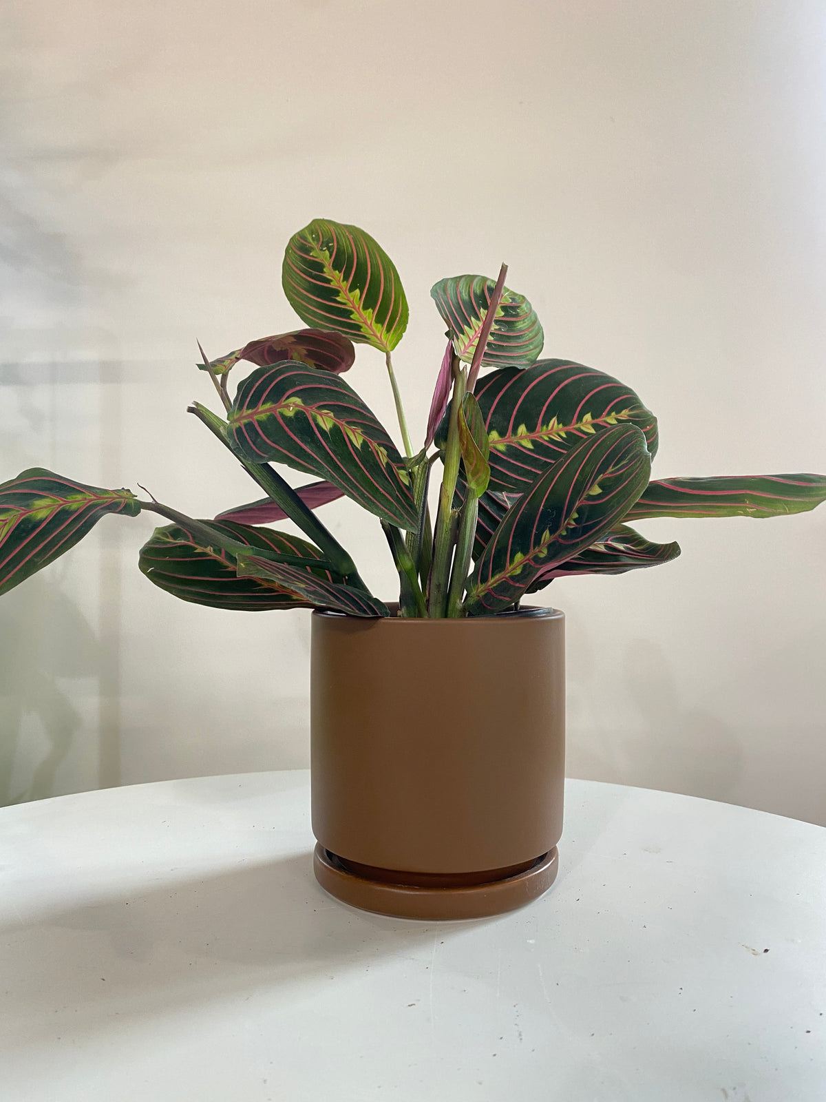 Calathea Maranta Red