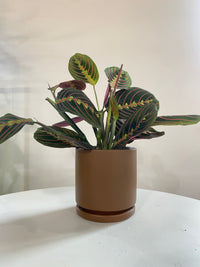 Calathea Maranta Red