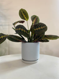 Calathea Maranta Red at A Pot To Plant In $10 Houseplants