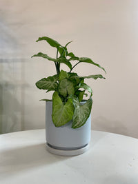 Syngonium White Butterfly (Arrowhead Houseplant)