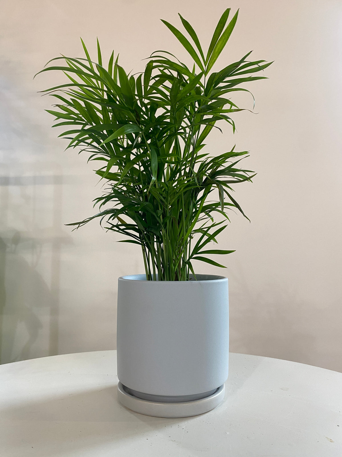 Parlor Palm Houseplant
