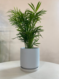 Parlor Palm Houseplant