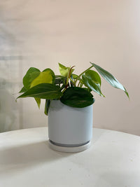 Philodendron Brasil Houseplant