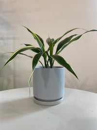 Dracaena Sanderiana Houseplant