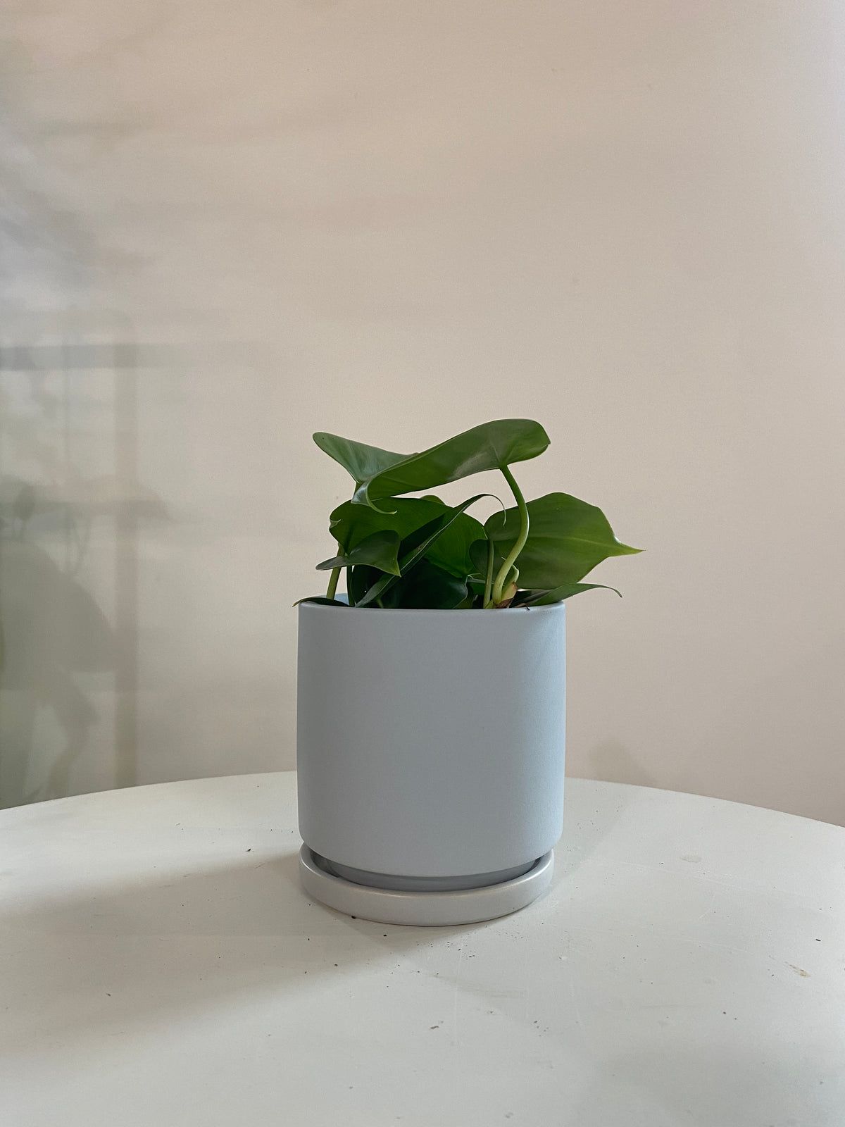 Heart Leaf Philodendron