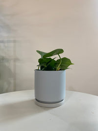 Heart Leaf Philodendron