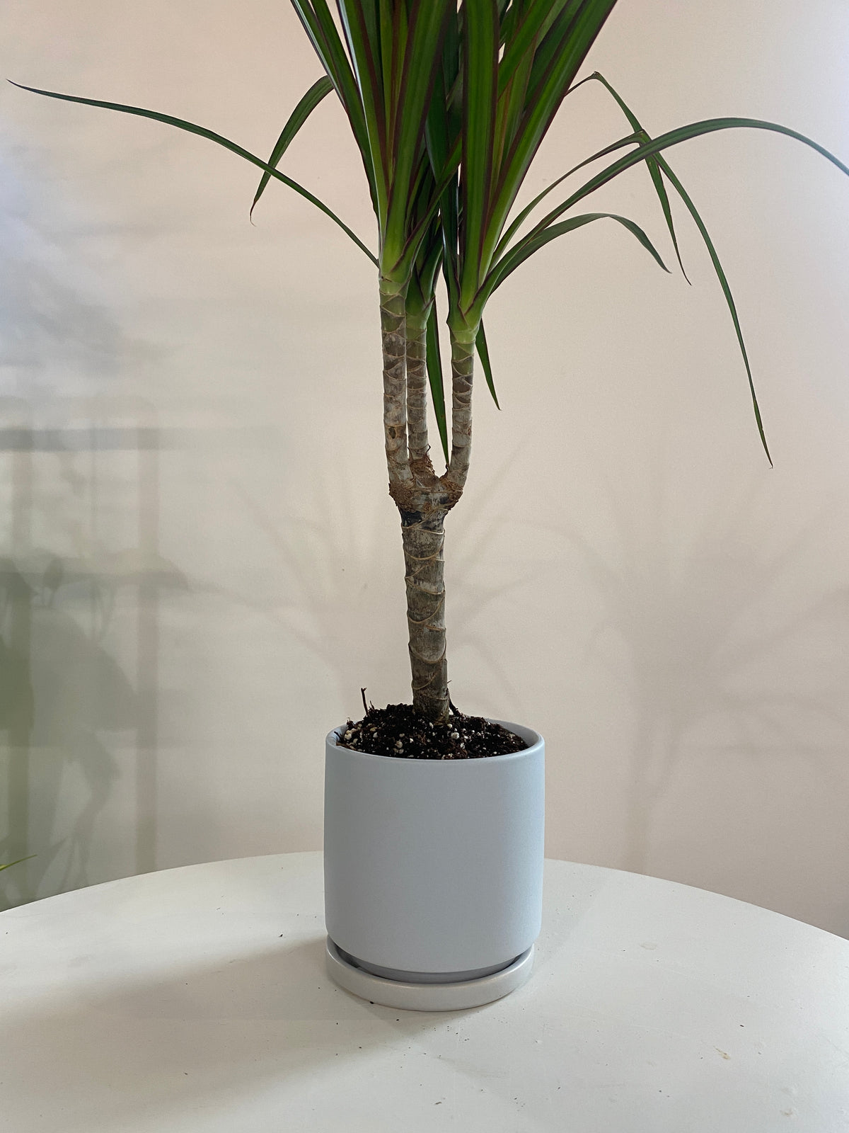 Dracaena Marginata Houseplant