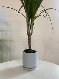 Dracaena Marginata Houseplant
