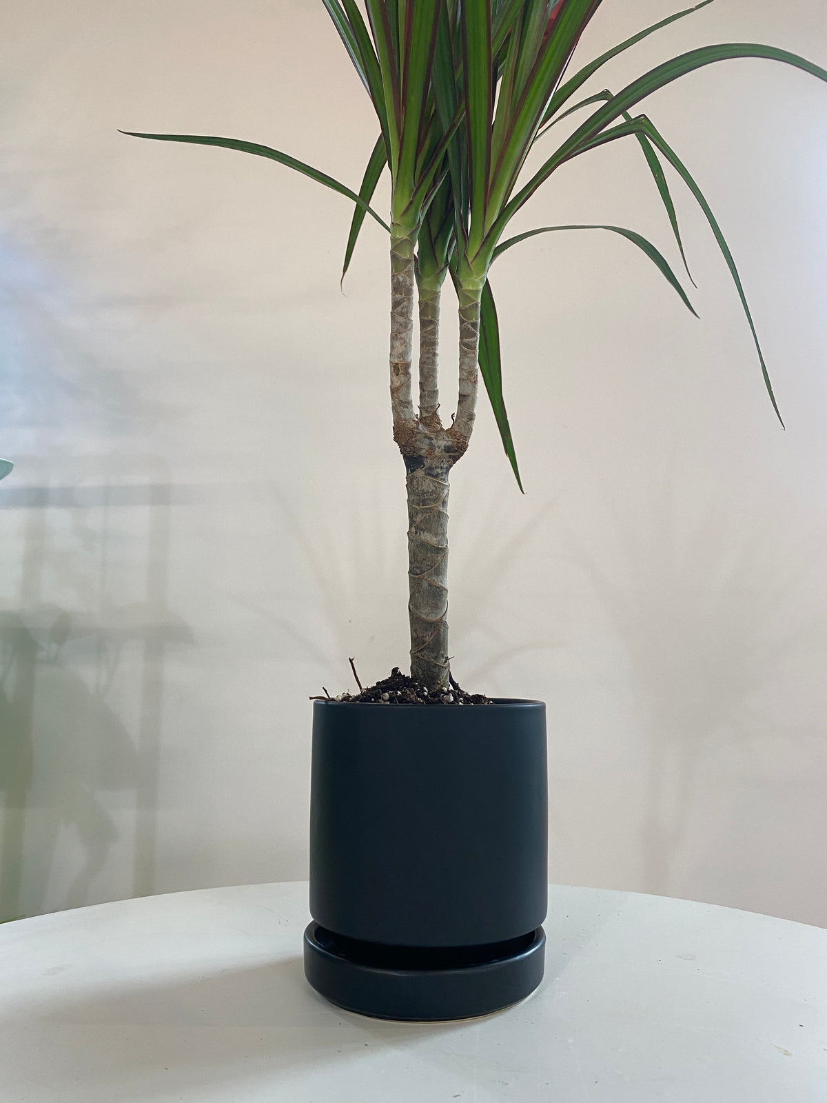 Dracaena Marginata Houseplant