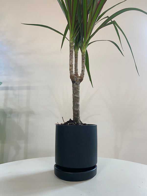 Dracaena Marginata Houseplant