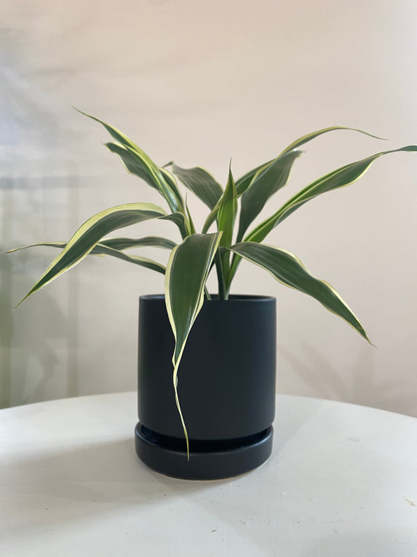 Dracaena Sanderiana Houseplant