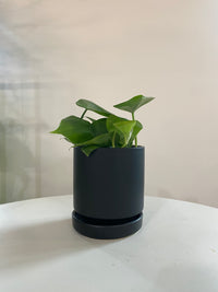 Heart Leaf Philodendron