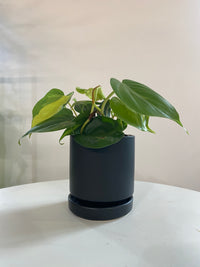 Philodendron Brasil Houseplant