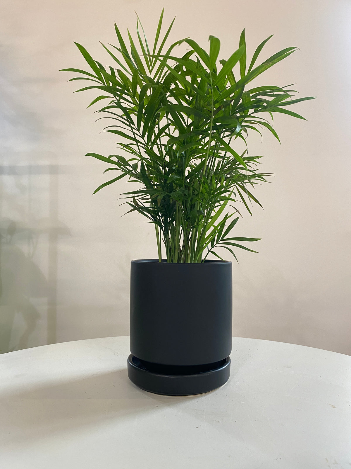 Parlor Palm Houseplant