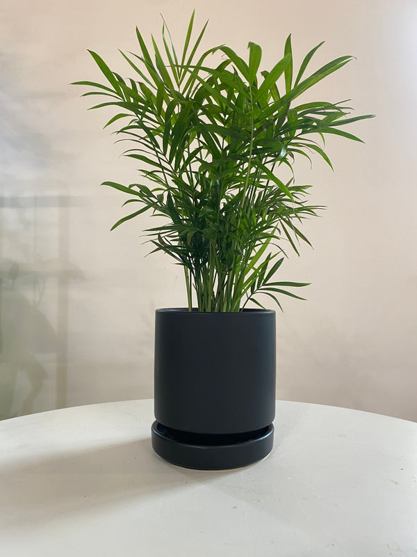 Parlor Palm Houseplant