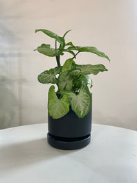 Syngonium White Butterfly (Arrowhead Houseplant)