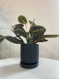 Calathea Maranta Red