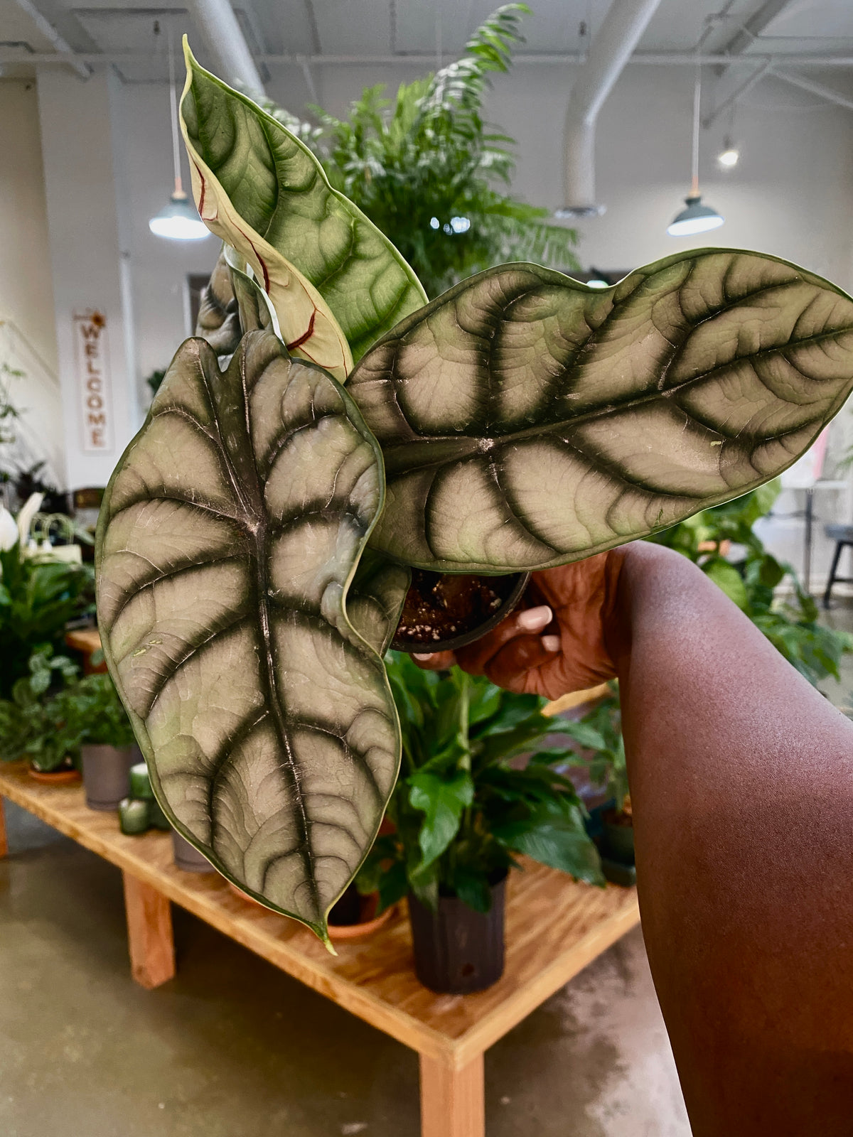 Alocasia Silver Dragon