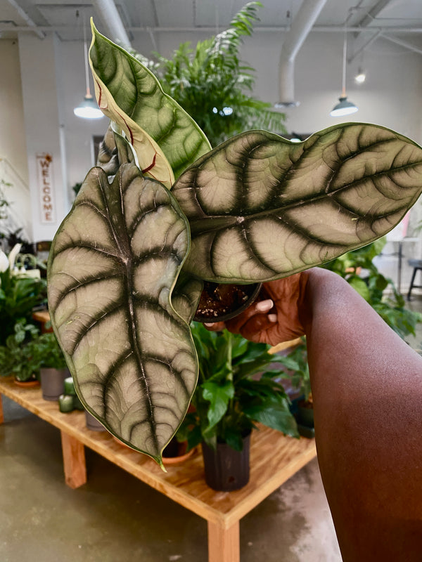 Alocasia Silver Dragon
