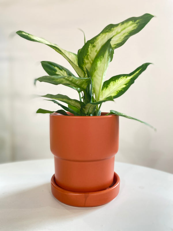 Orange Houseplant Pot