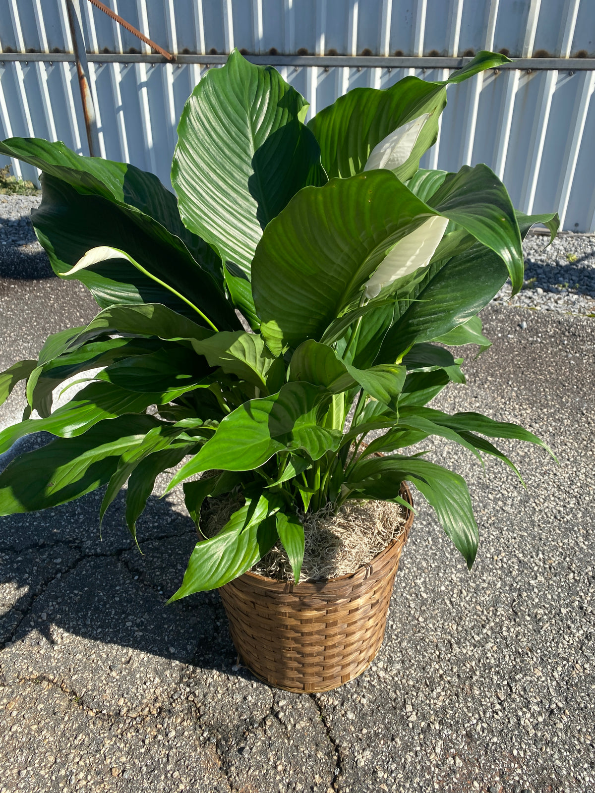 Peace Lily (Spathiphyllum)