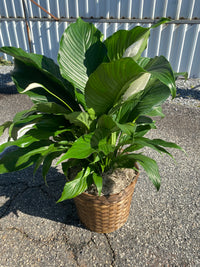 Peace Lily (Spathiphyllum)
