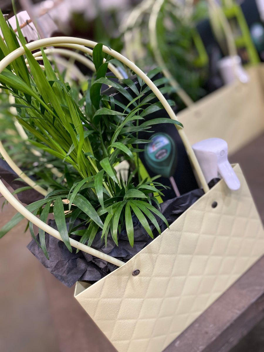 Small potted pet friend easy plant in a decorative basket on a table with a blurred background. Plant-In-A-Bag from A Pot To  Plant In, plant shop on Smyrna, GA