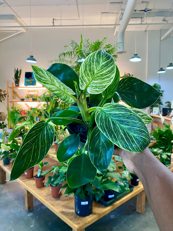 Philodendron Birkin