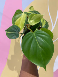 Philodendron Brasil Houseplant