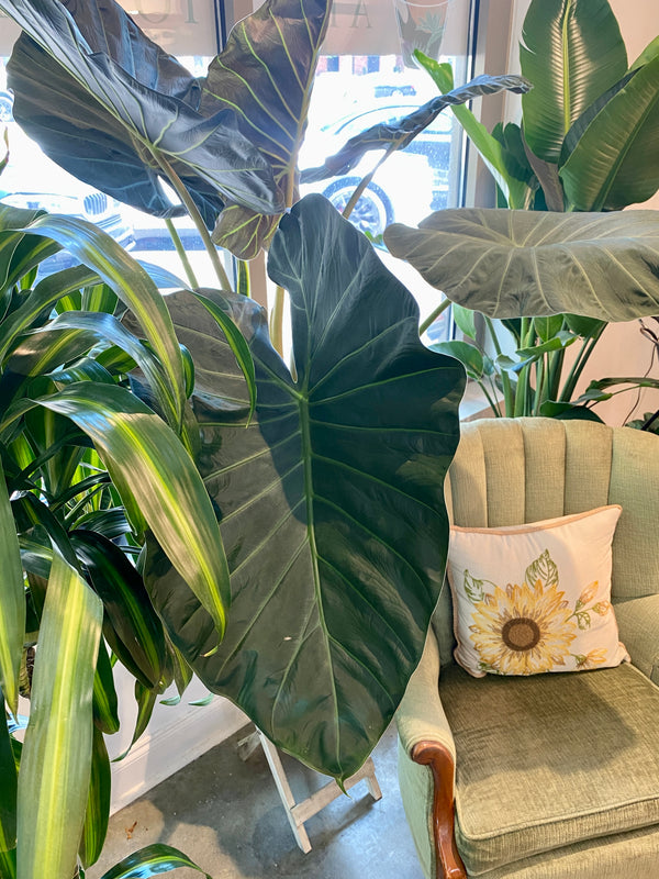 Elephant Ears