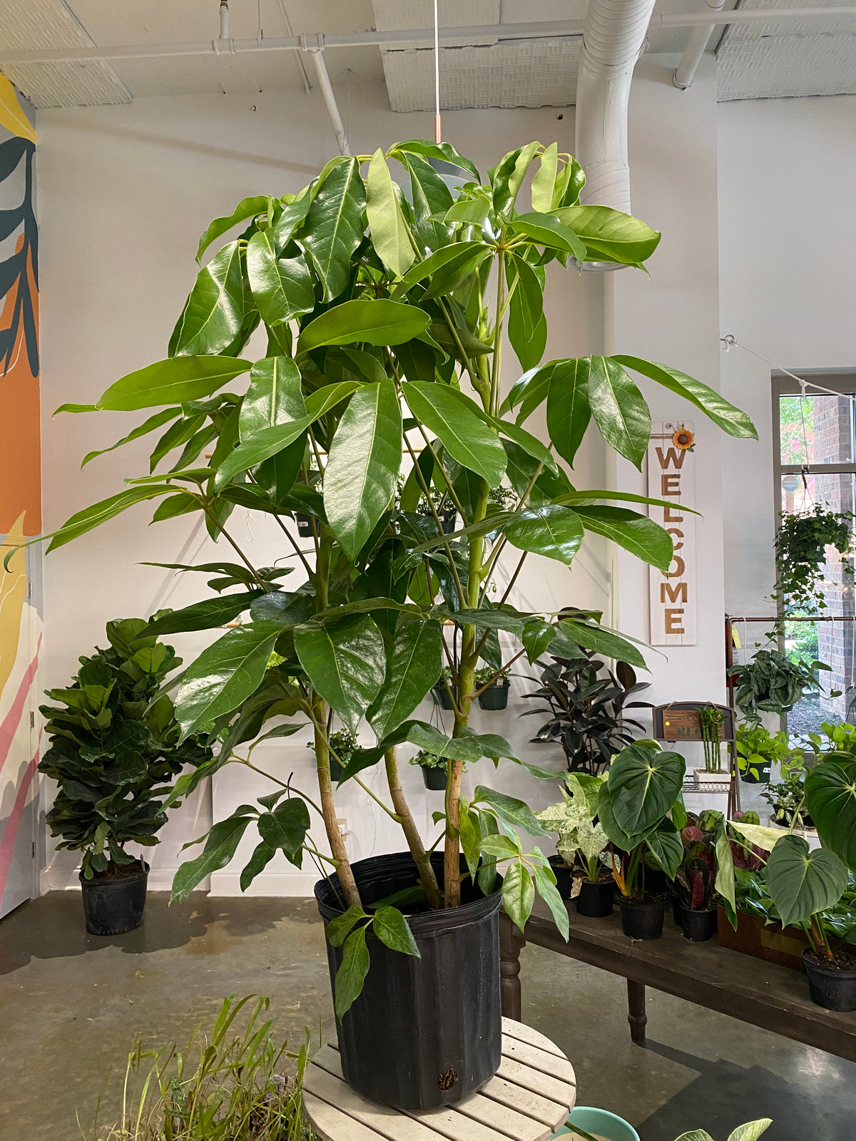 12" Schefflera Amate