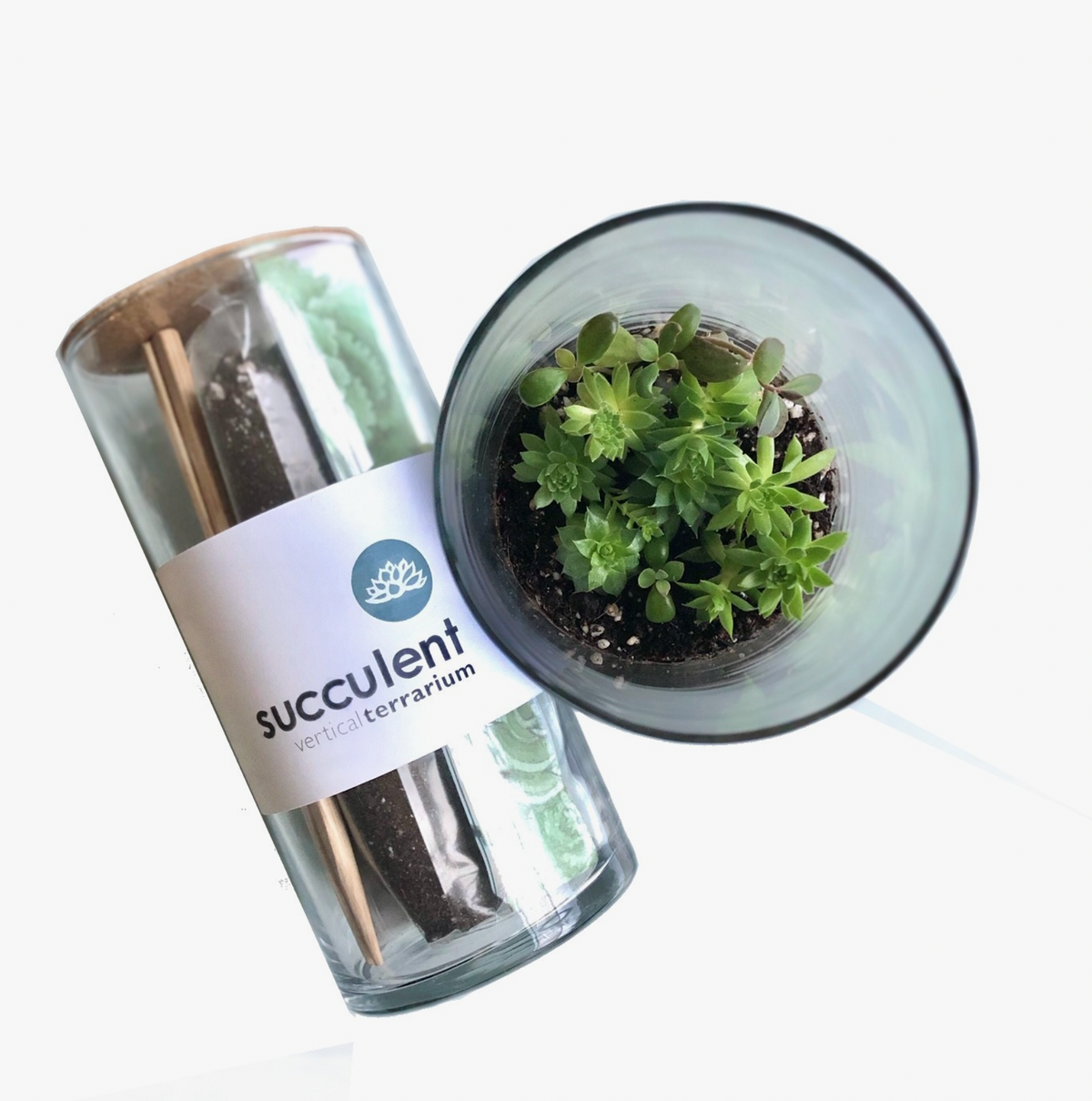 Vertical Succulent Terrarium - Great for Valentine!