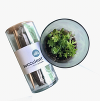 Vertical Succulent Terrarium - Great for Valentine!