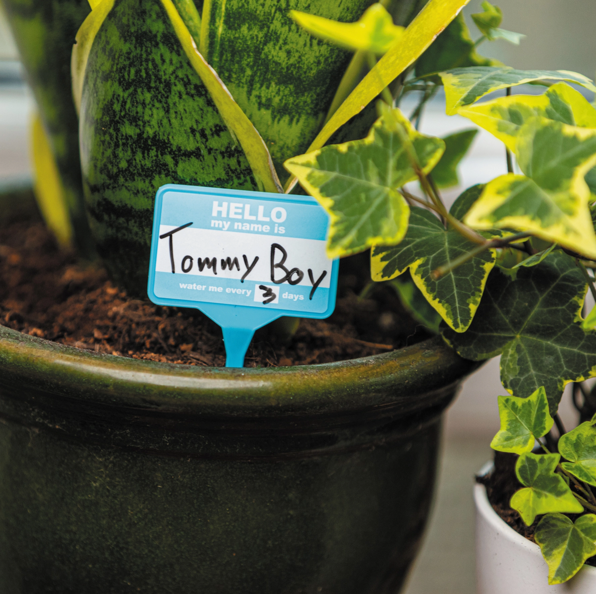 Plant Name Badges
