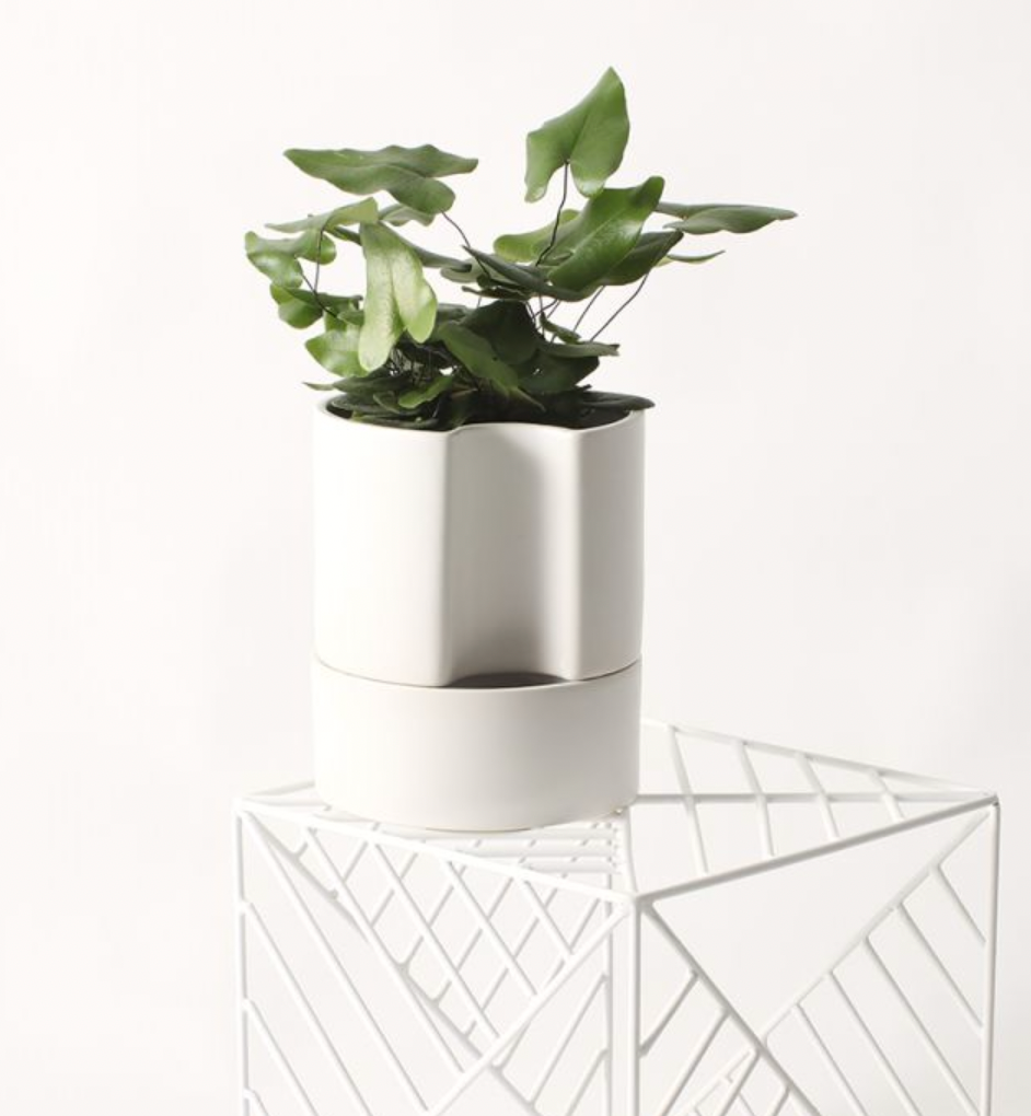 Self-Watering Pot