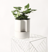 Self-Watering Pot