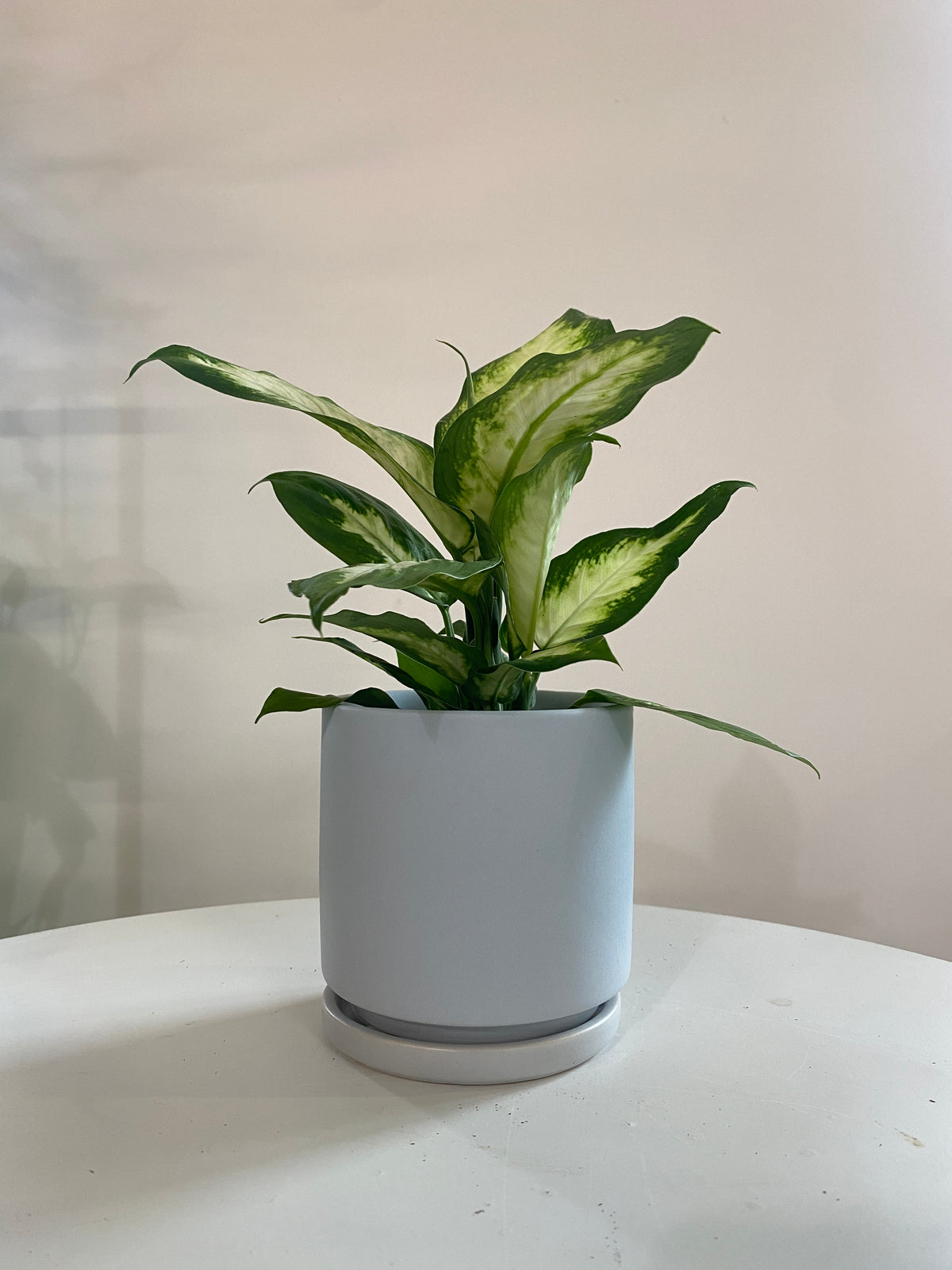 Gray houseplant pot