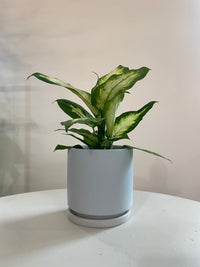 Gray houseplant pot
