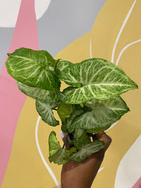 Syngonium White Butterfly (Arrowhead Houseplant)