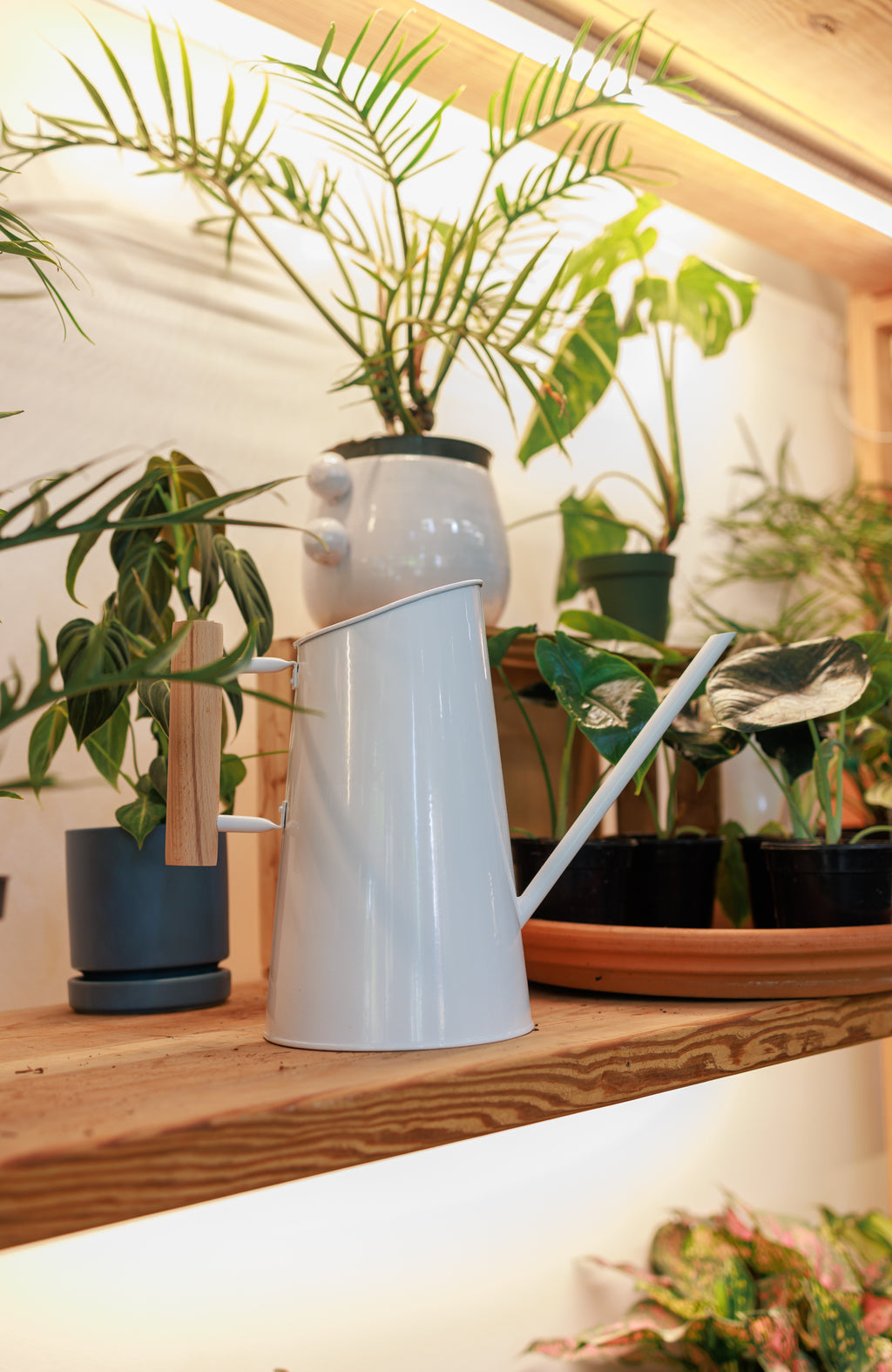Watering Can for Indoor Plants – A Pot to Plant In
