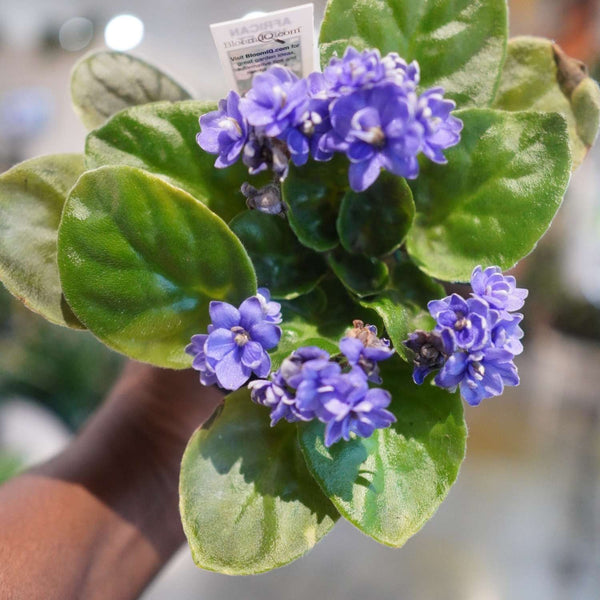 How to care for an African Violet