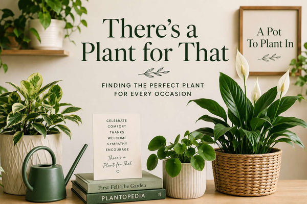 Finding the Perfect Plant for Every Occassion in Life