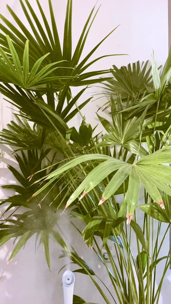 The Best Way to Care for Palm Houseplants in Georgia: Light, Water, Soil & More