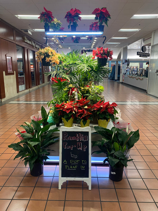 Greenbriar Mall Holiday Black-Santa Parade and PopUp Shop with A Pot To Plant In, Plant Shop, Smyrna, GA
