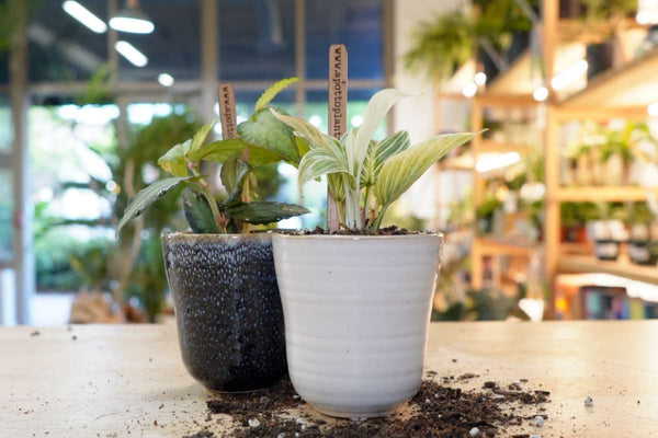 Getting Back to Your Plant Roots 🪴 Houseplants Care Instructions