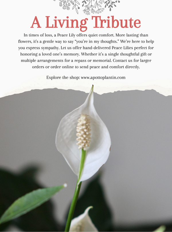 Peace Lily for Funeral or Sympathy Gift: A Living Tribute for Loved Ones in Times of Grief